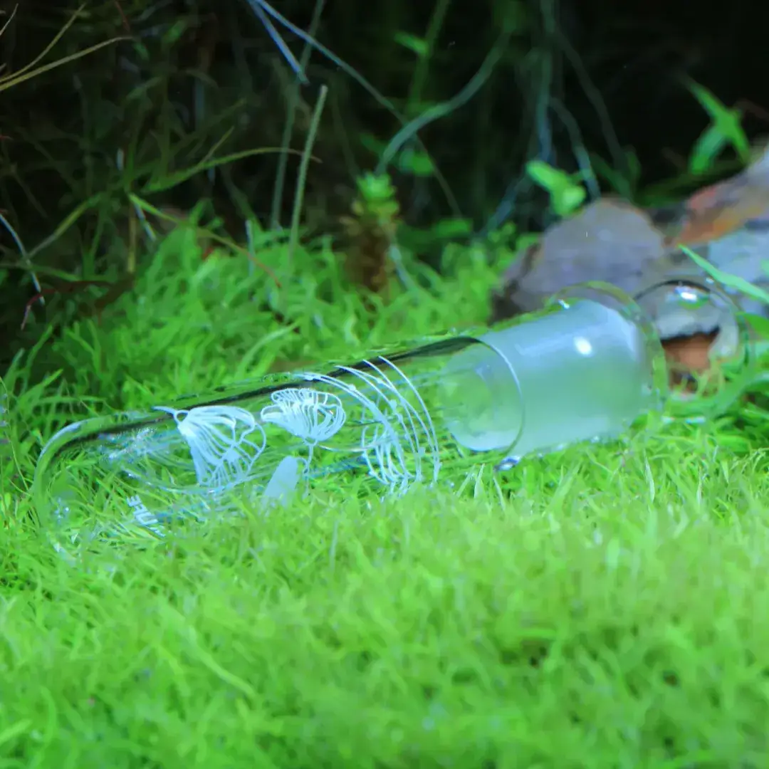 Crystal Shrimp Series